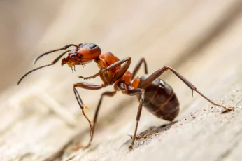 Ant Control Doncaster