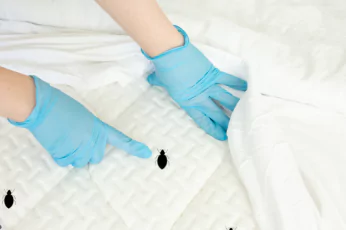 Bedbug Control Doncaster