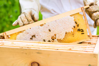 Bees Control Doncaster