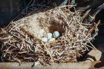 Bird Nest Removal Doncaster