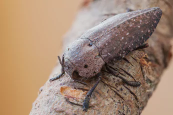 Borer Control Doncaster