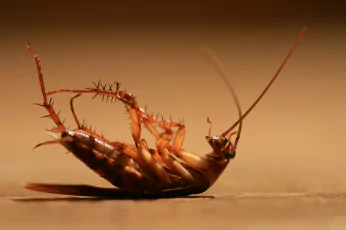 Cockroach Control Doncaster