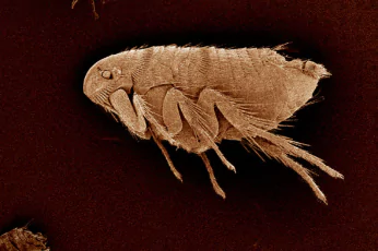 Flea Control Doncaster