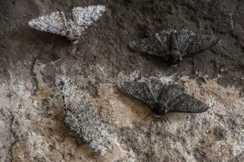 Moth Control Doncaster
