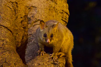 Possum Removal Doncaster