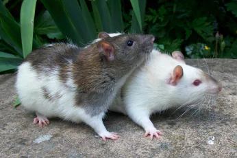 Rodent Control Doncaster