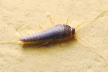 Silverfish Control Doncaster