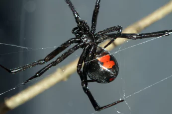 Spider Control Doncaster