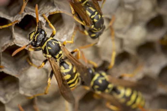 Wasp Control Doncaster